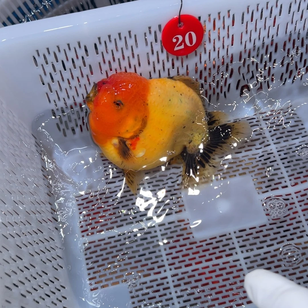 Y***O海水鱼你好意思的不给人家面子