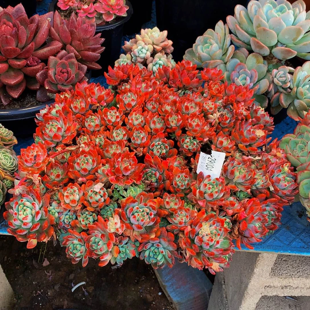 黄***惠     蓝苹果多肉29004