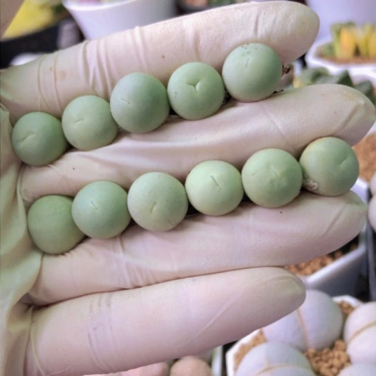 2376，1厘米鸽子蛋如图