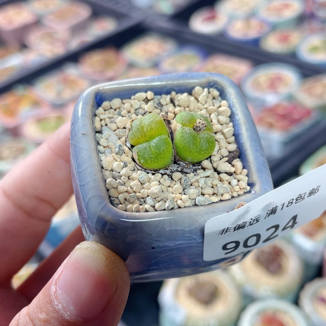 无花朵9024 一物一拍 带盆 肯尼迪 紫花