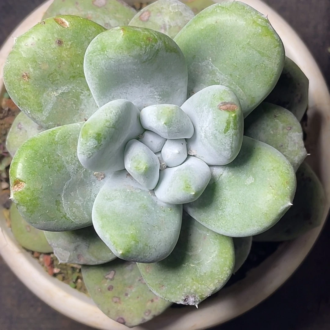 【闪购商品】大花朵拇指