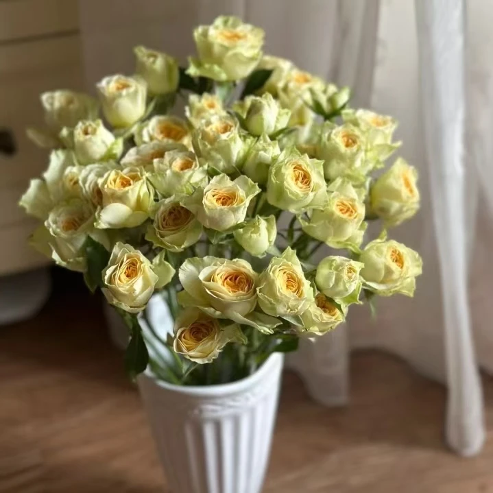 【牛油果 多头玫瑰花】5枝 冷丰鲜花基地直发