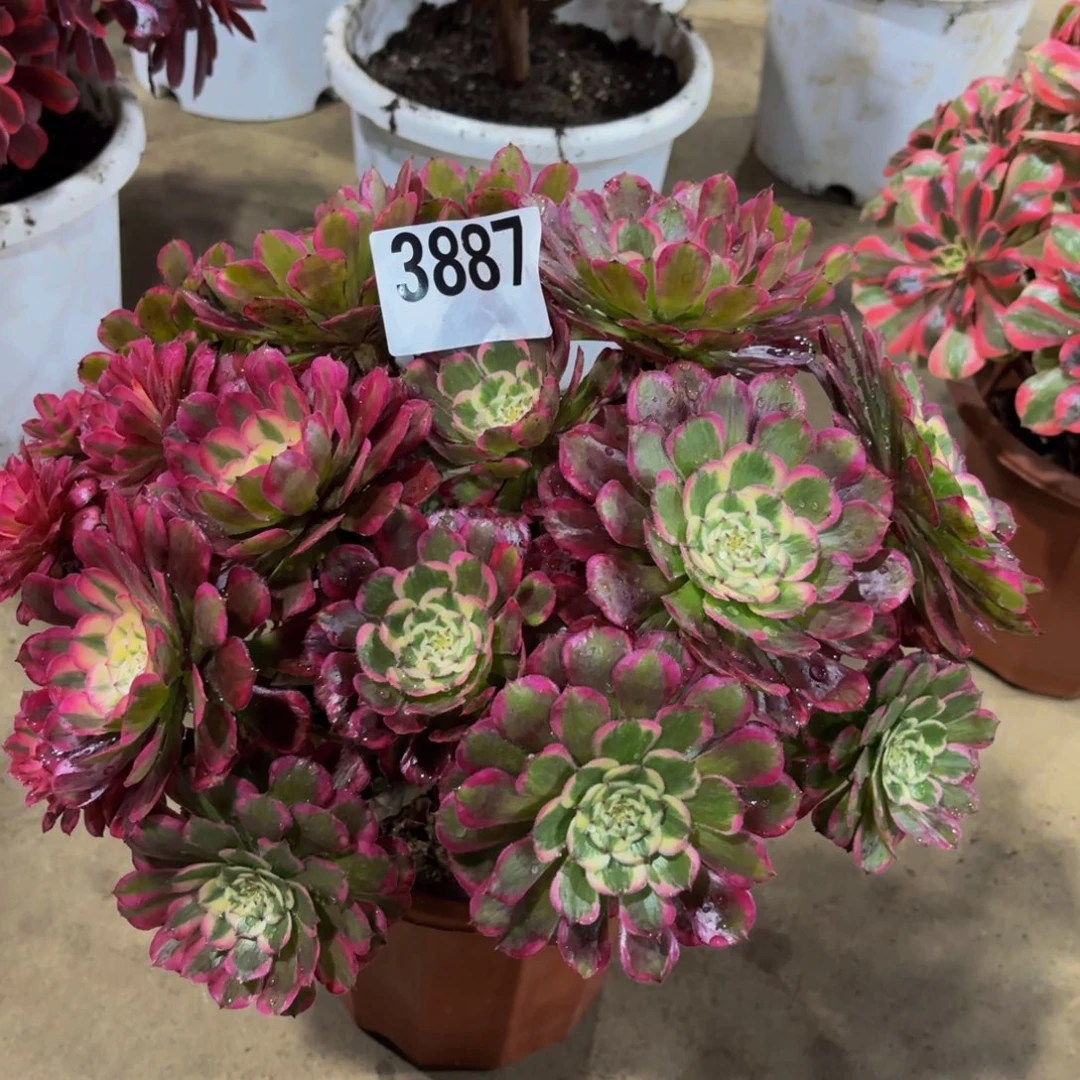 无花朵3887季月11111111