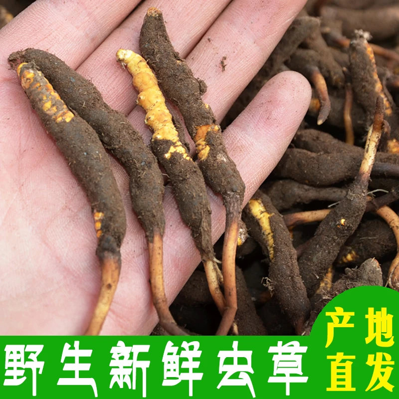 现挖现发 正宗2025新鲜天然野生冬虫夏草0.4g/根头期干刷虫草滋补