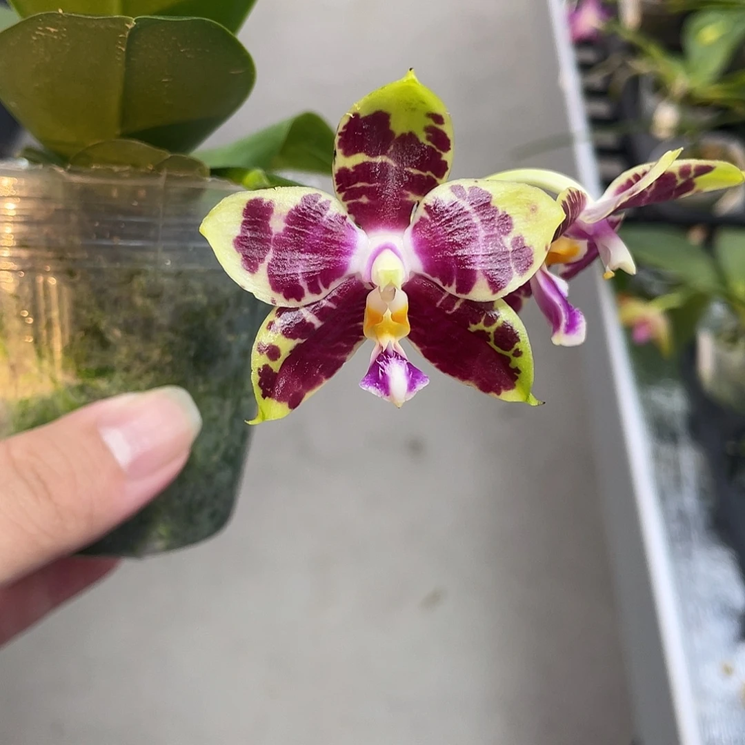 完全开放根系不售后 580号