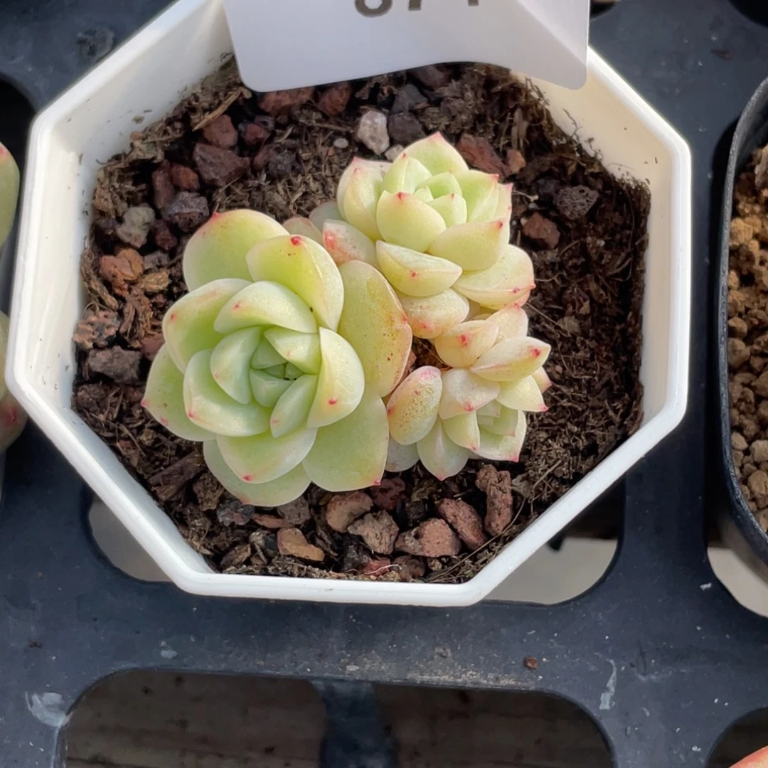 874号糖心冰心珍妮