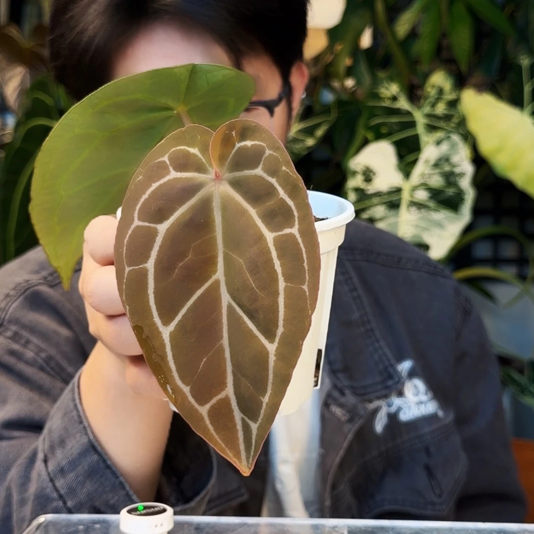 不开花植物H58  哥伦比亚杂红