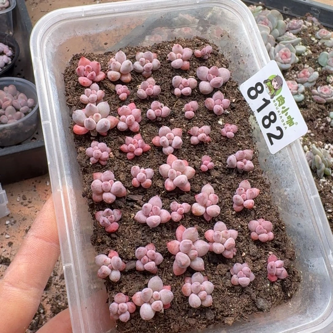 颖***️多肉植物多肉植物