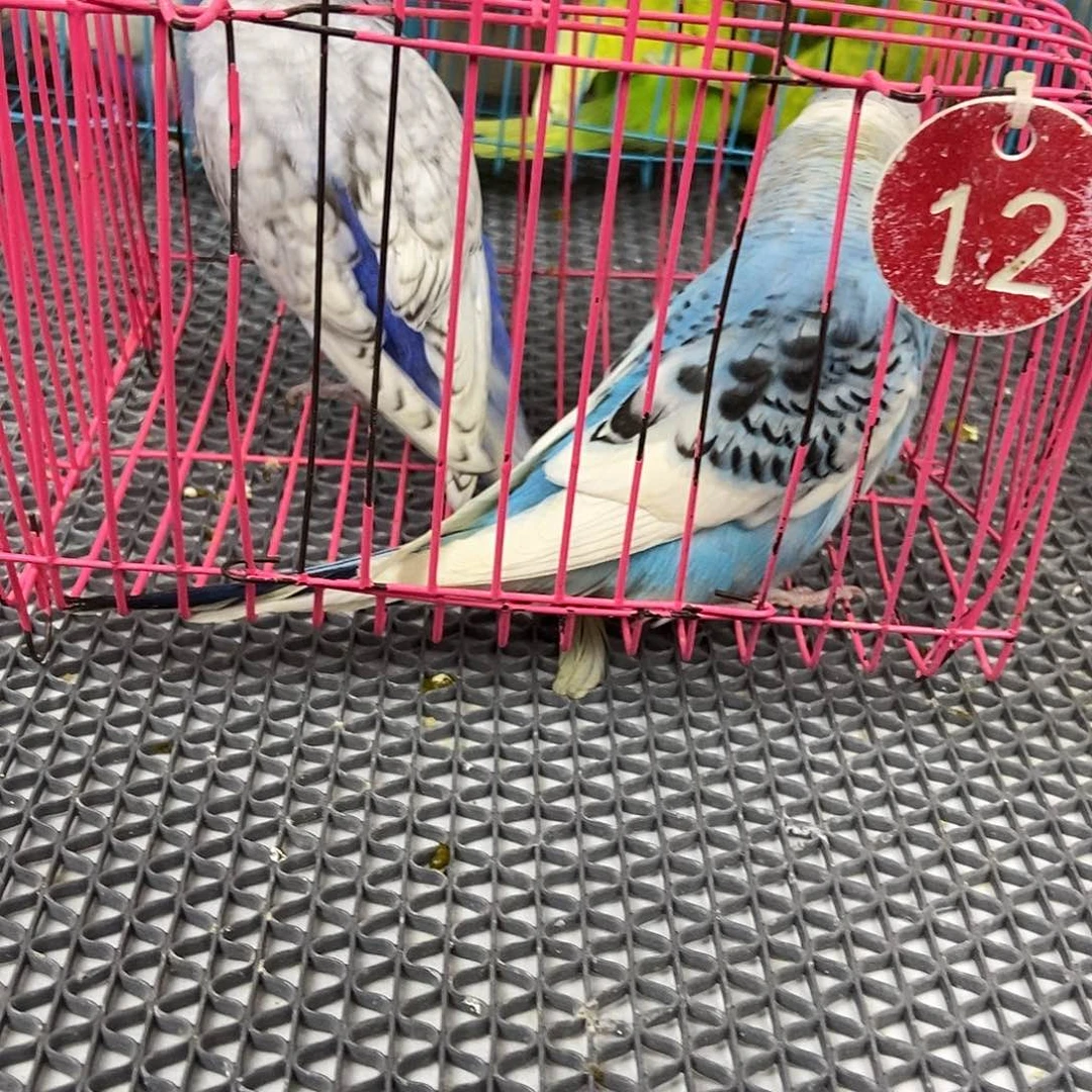 糊***涂虎皮鹦鹉虎皮鹦鹉