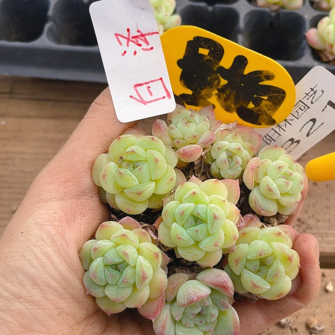 量拍多肉植物多肉植物321