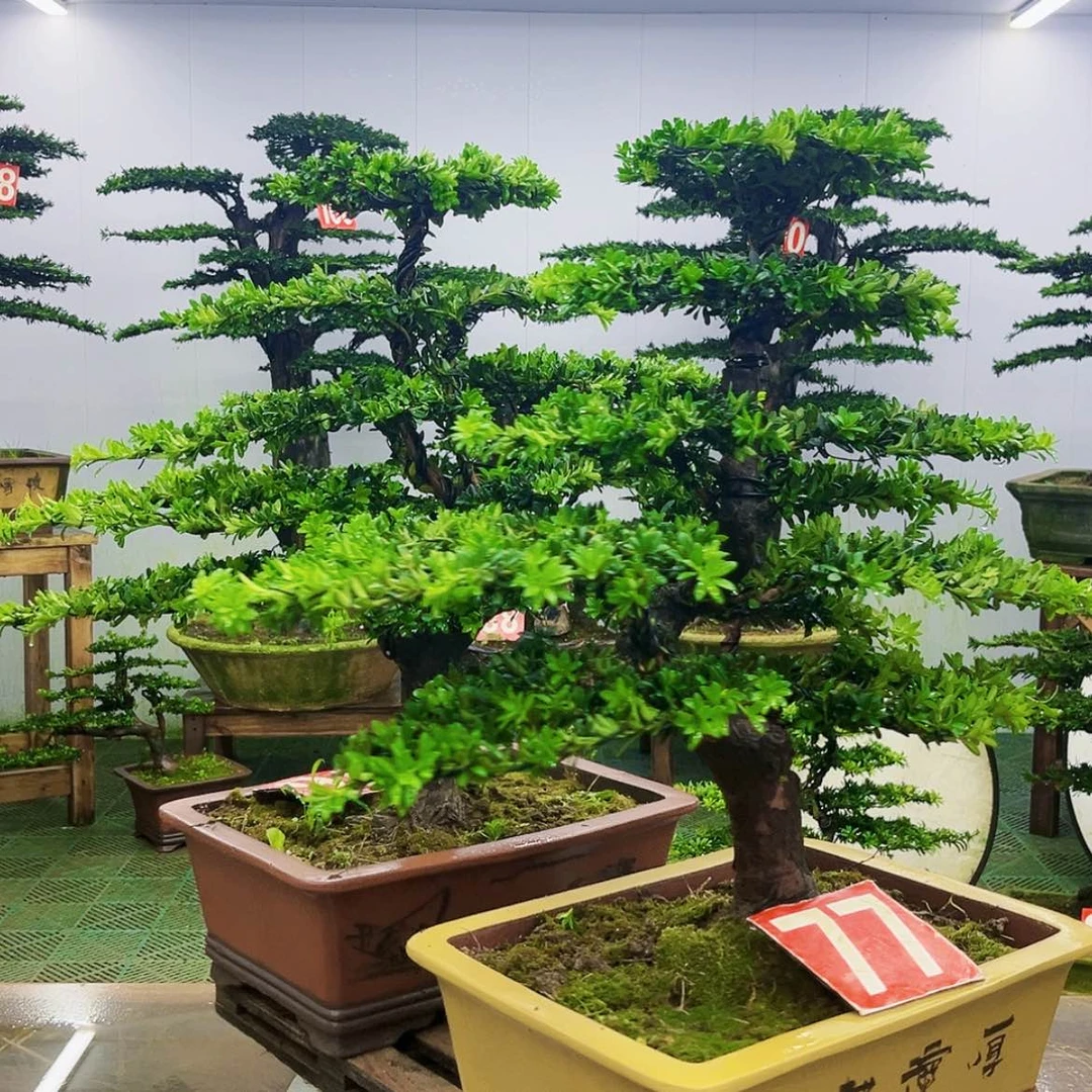 【闪购商品】无花朵