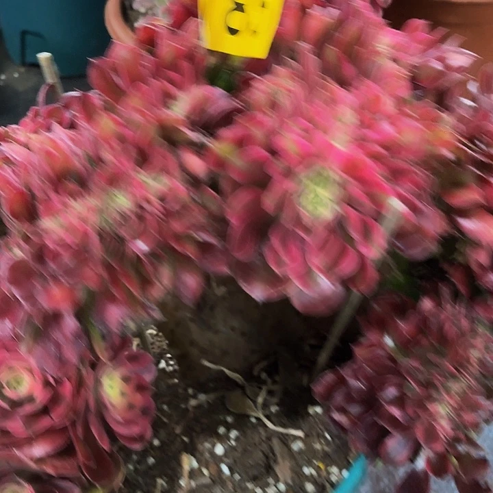 多肉植物福利185