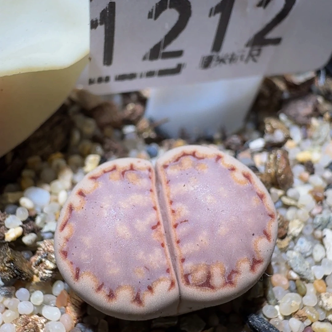zzzzz生石花肉锥1212