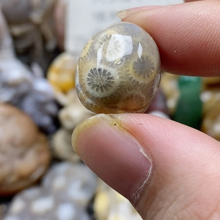 硅化珊瑚（珊瑚玉）颈饰未镶嵌浩**彬