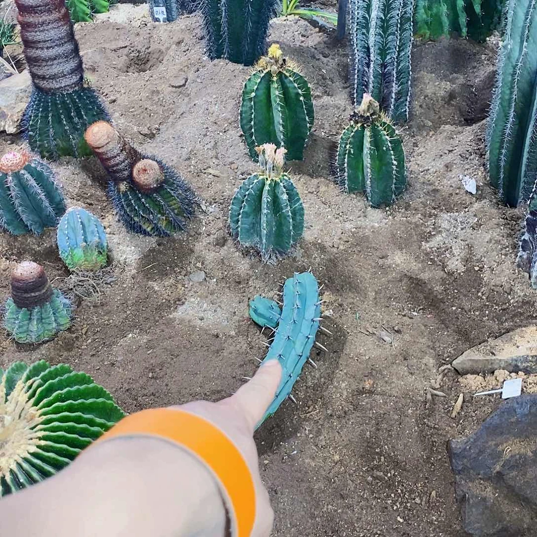 无花朵用****60000000000000000