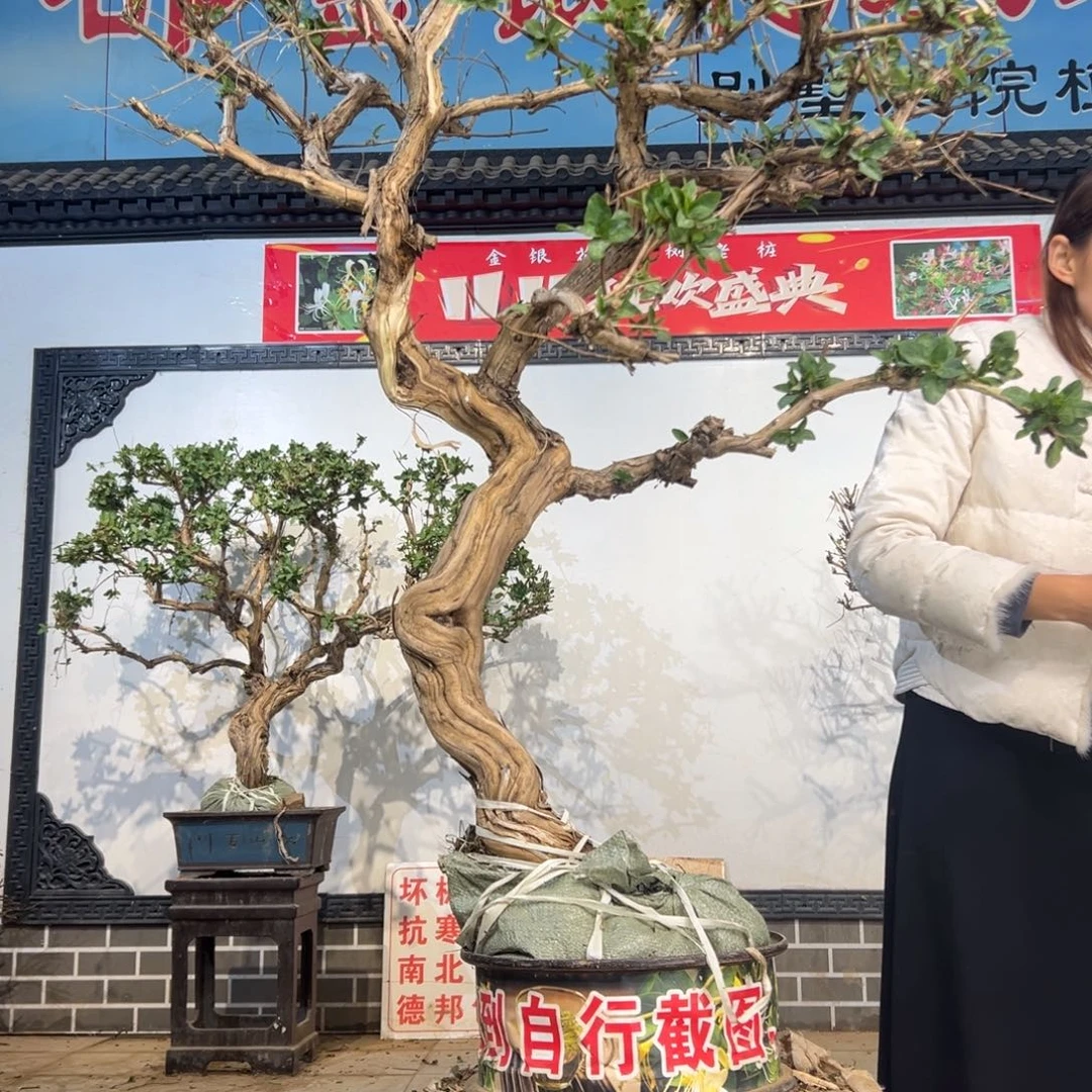 无花朵金银花5888088888888