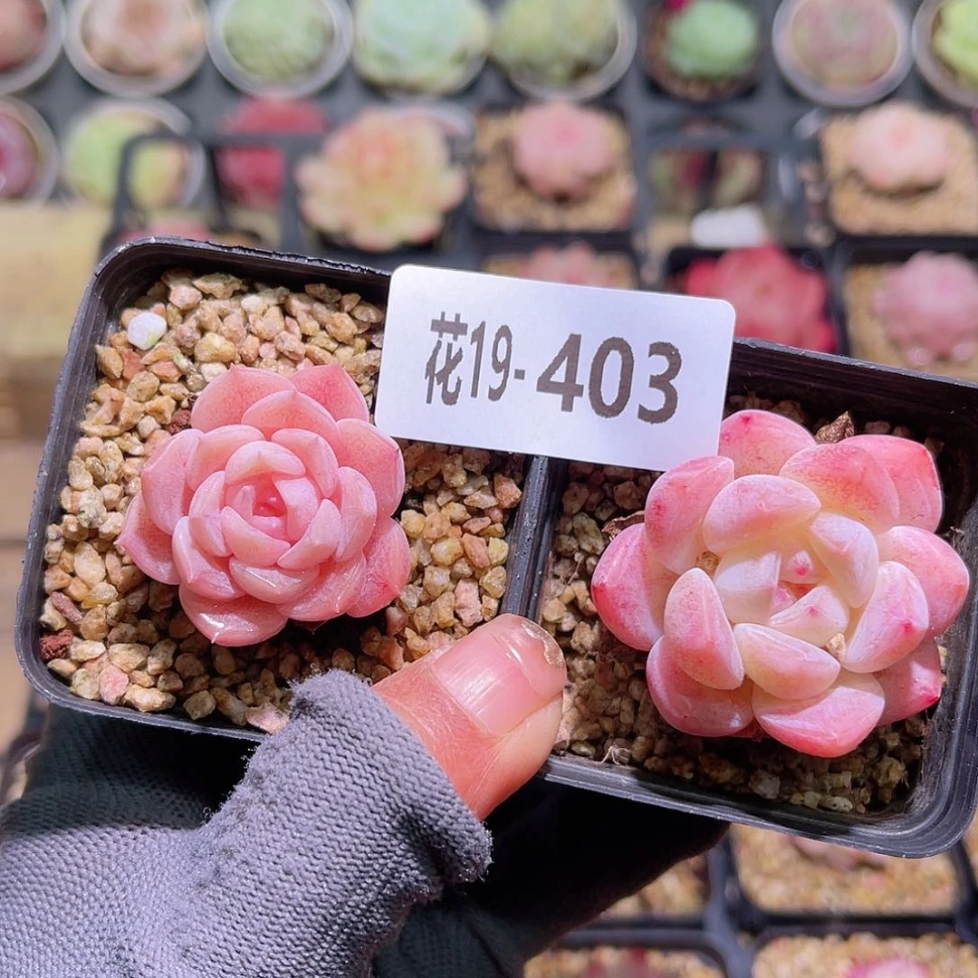 花19-403纯爱➕冰娃娃