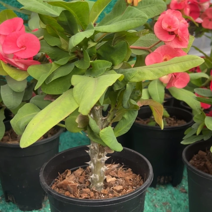 泰品扦插一物一拍