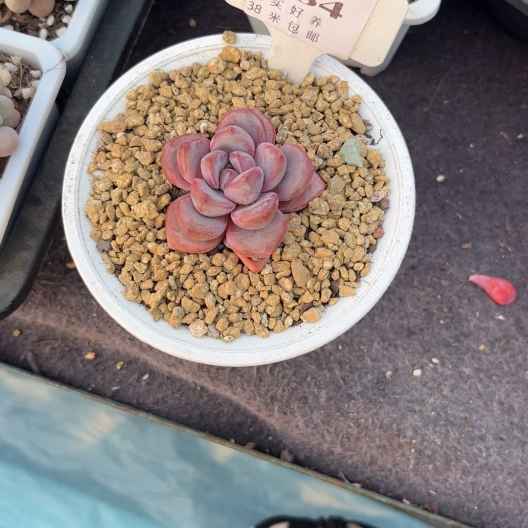 欢*এ多肉植物1111知否