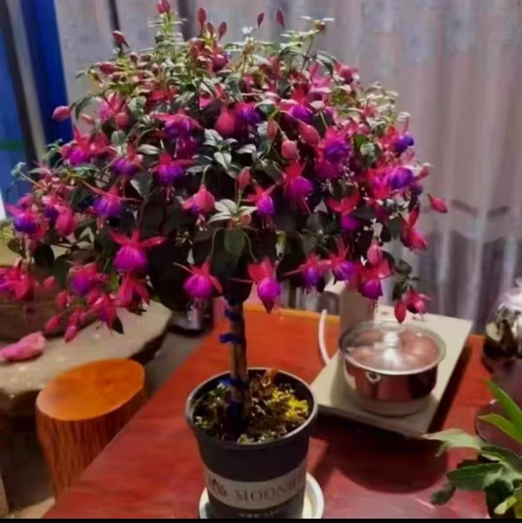 （棒棒糖）紫蝴蝶五年老苗大花苞花盆吊灯笼花庭院观赏花卉阳台中盆