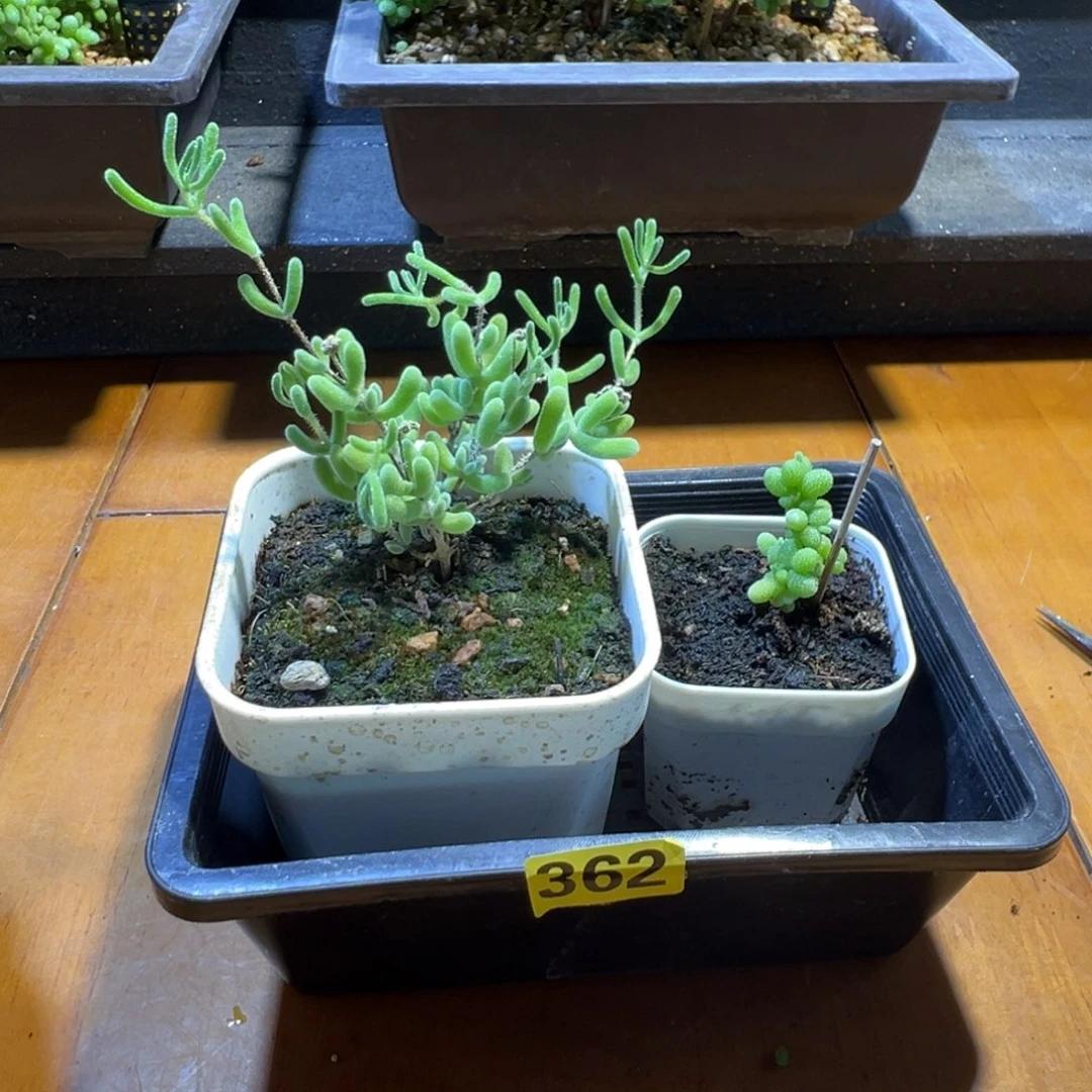 枝干番杏多肉植物362