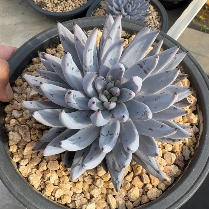 魔爪 单头 一物一拍