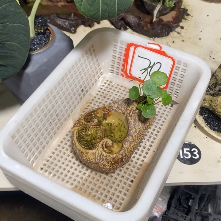 沐***朵退款拉黑一物一70