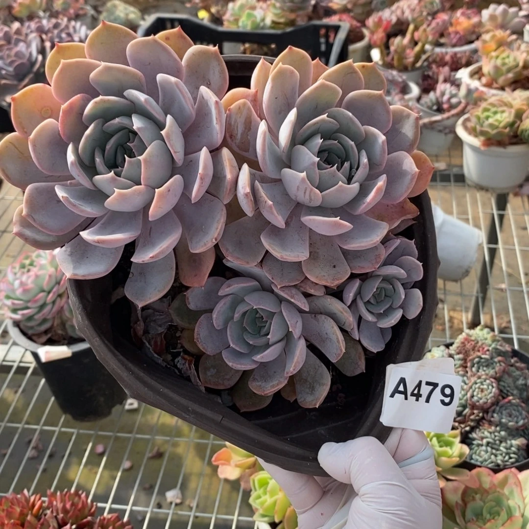 479紫悦老桩一物一拍