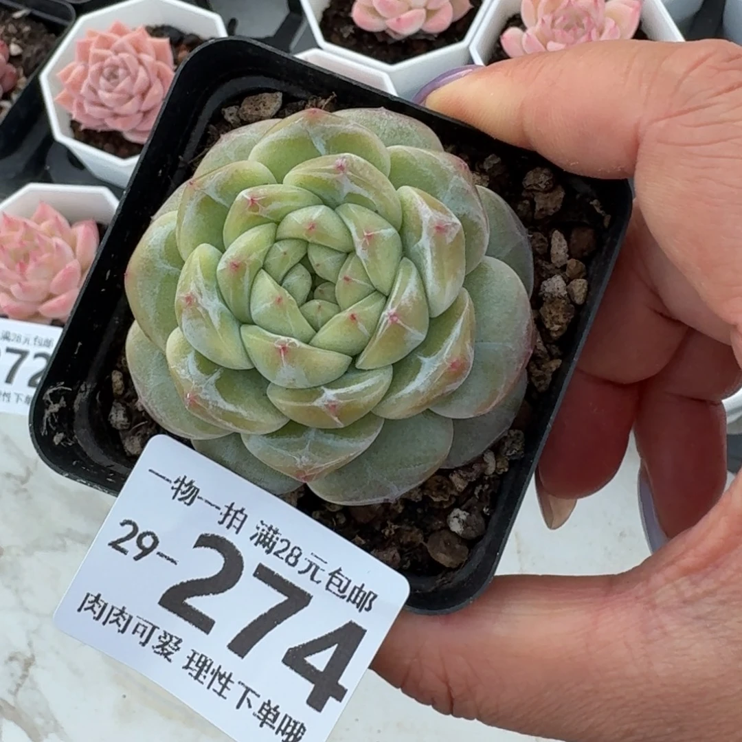 玉钻无盆土发货无