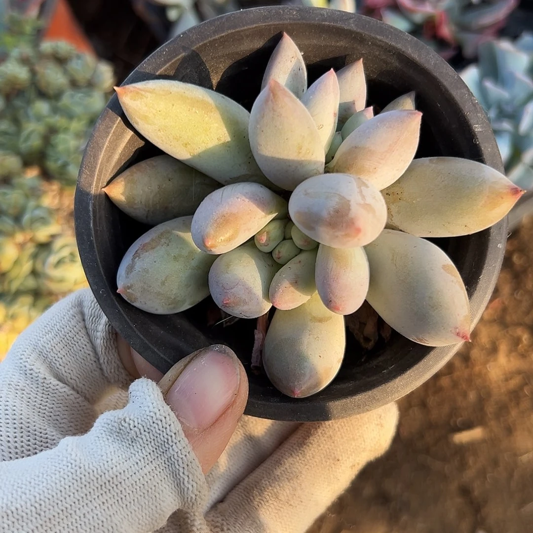 嘟嘟小心翼翼中央音乐学院