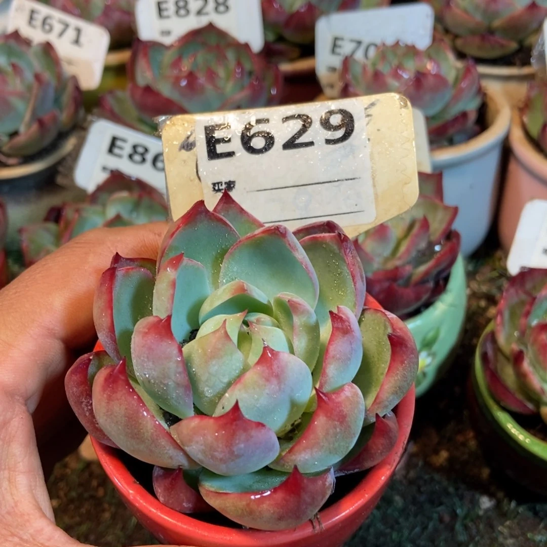 惊鸿一瞥629号楼多肉