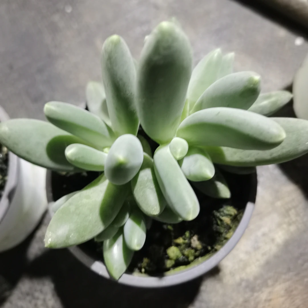 新手好养的人多肉植物叶型肥厚易养殖