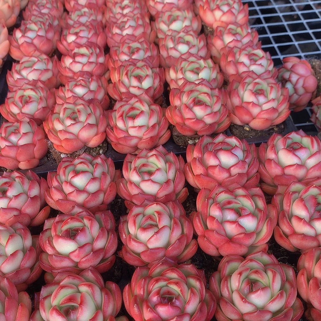 三颗花田错456788990000