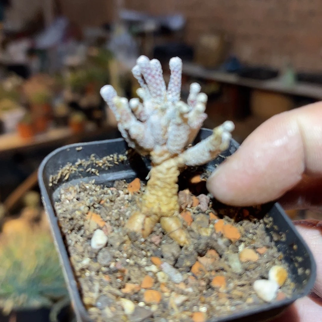 满38包邮2天凑单，脱土晾根发货多肉植物迷你牧师