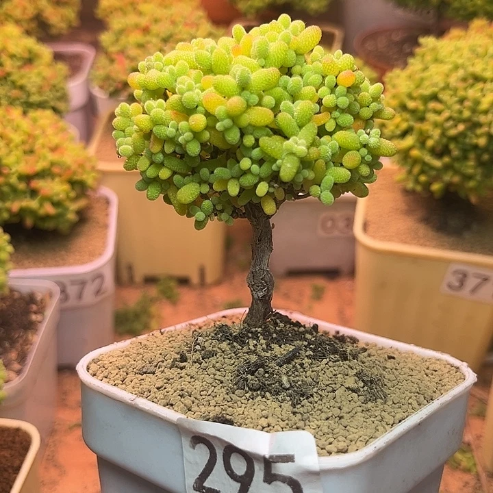 无花朵295金桔糖球