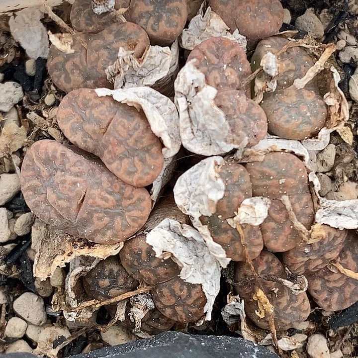 桃喜花絮0130-31勋章