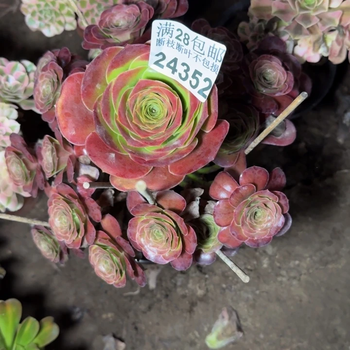 24352南魅金多肉植物