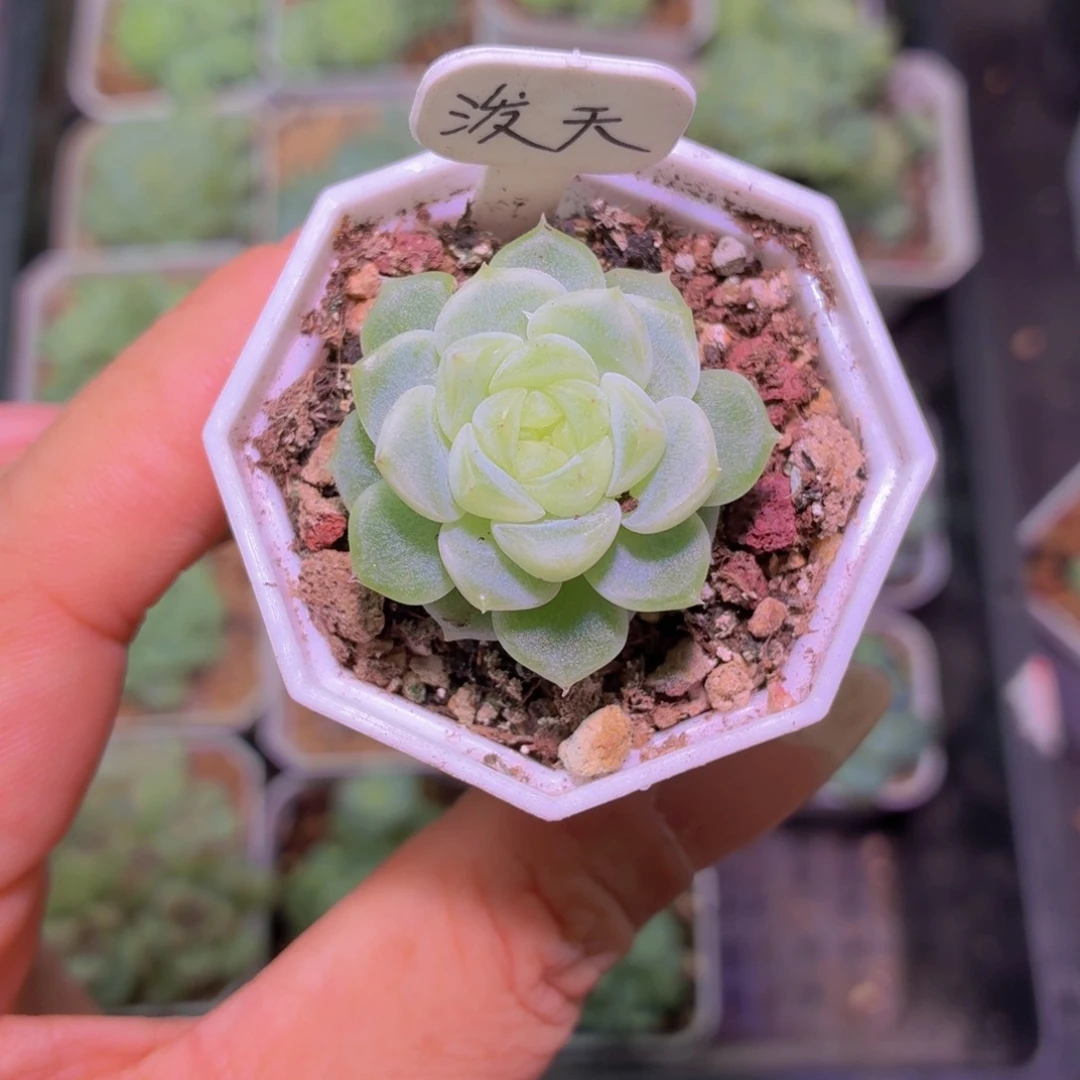 泼天财富密码多肉