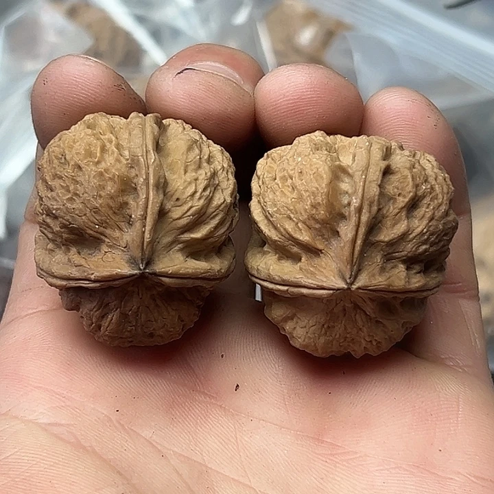 文玩核桃把件37号珊瑚三楞37尺