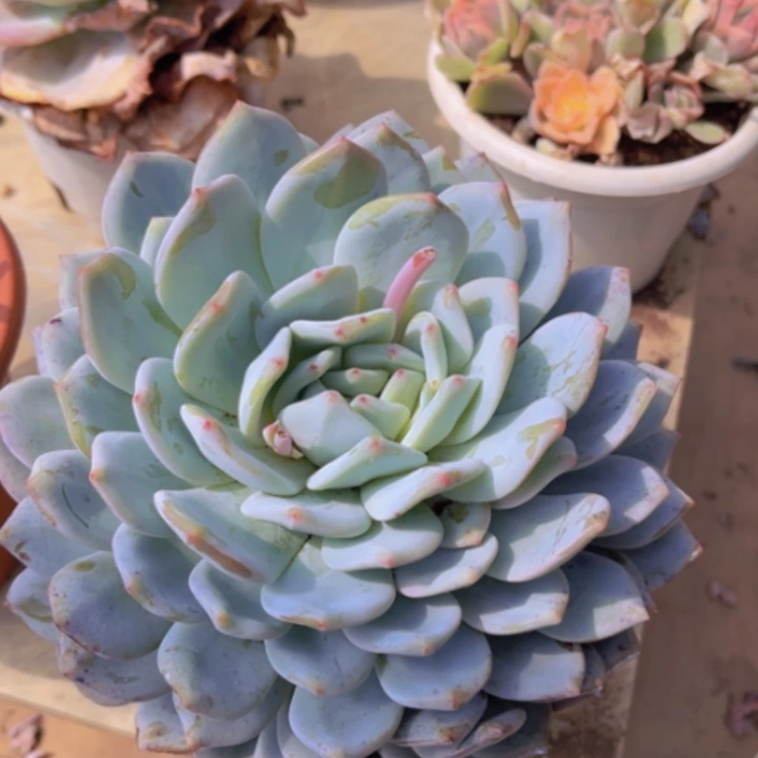 【闪购商品】橙梦露2170