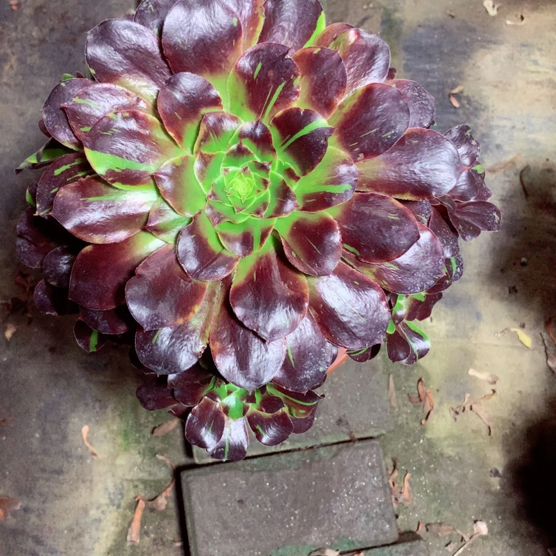 花斑鹿，多肉植物的