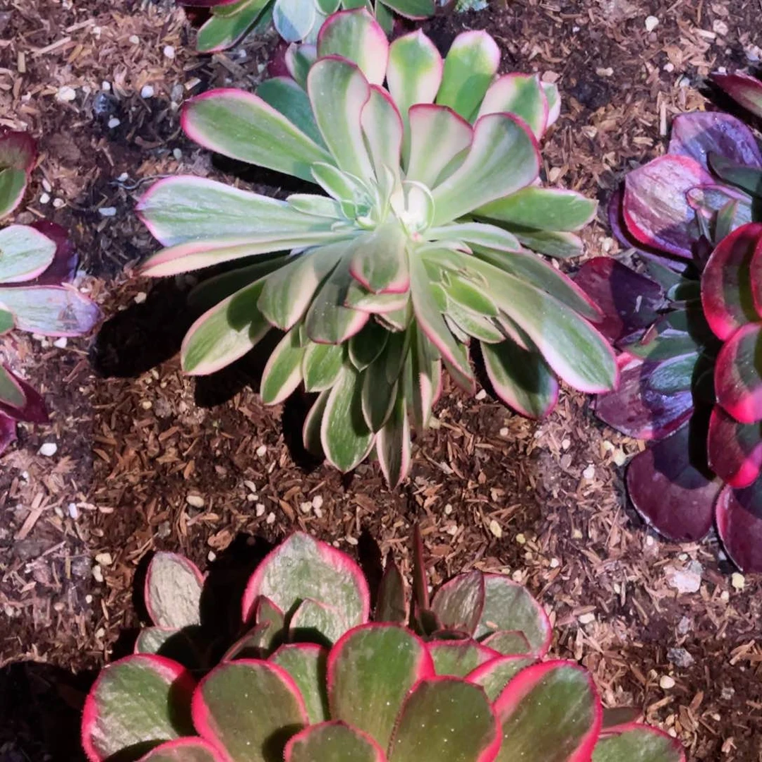 多肉植物海王183