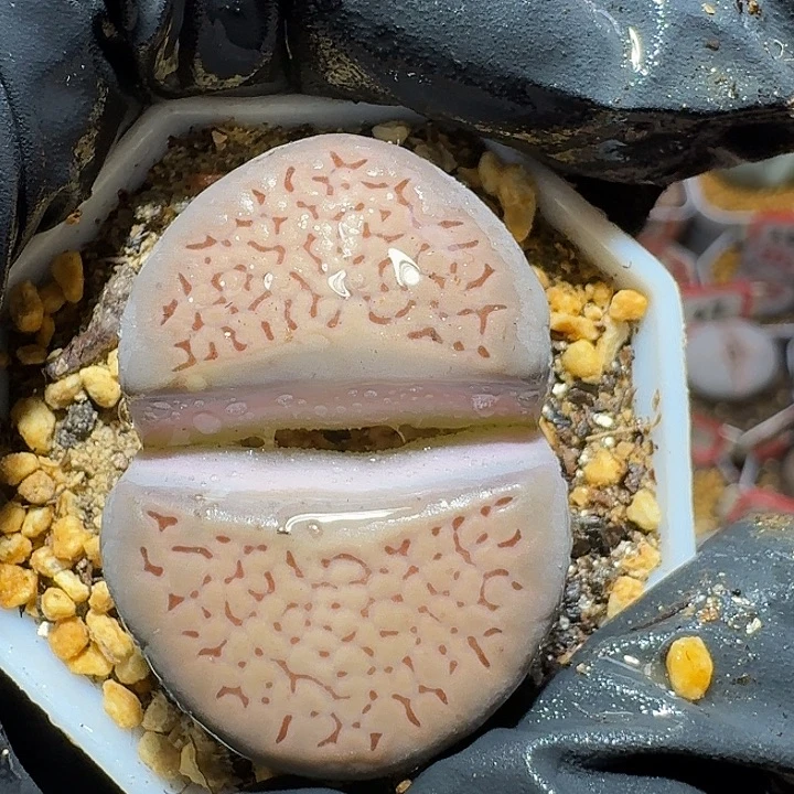 生石花2/：：：。   67号