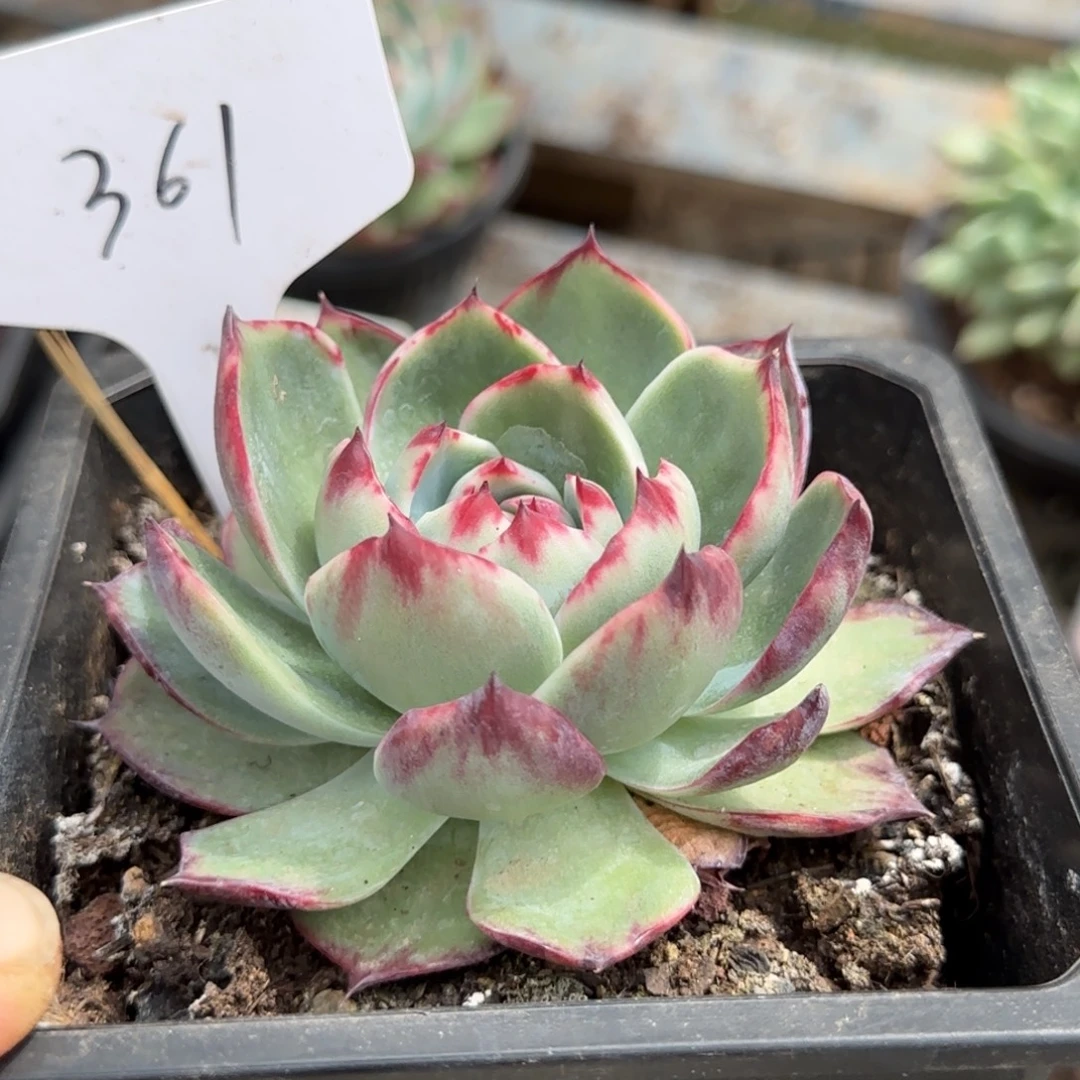 惊鸿一物一拍包装收缩花旱361