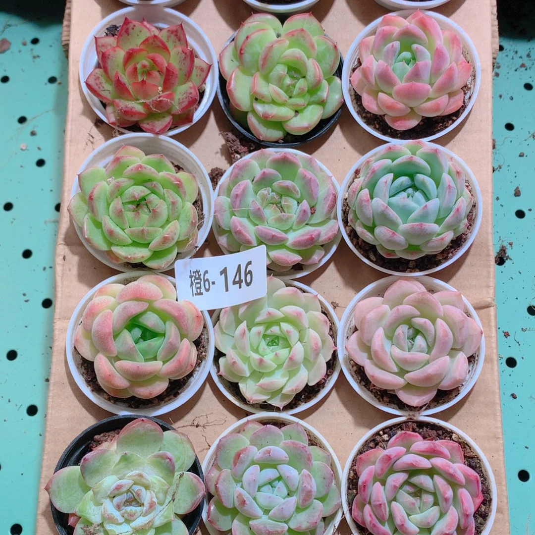 6-146一物一拍带盆18颗