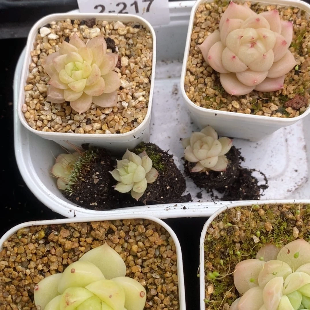 瞳*2-217多肉多肉多肉多肉多肉多肉