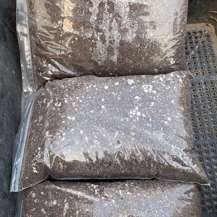 肉锥土1份3袋包邮