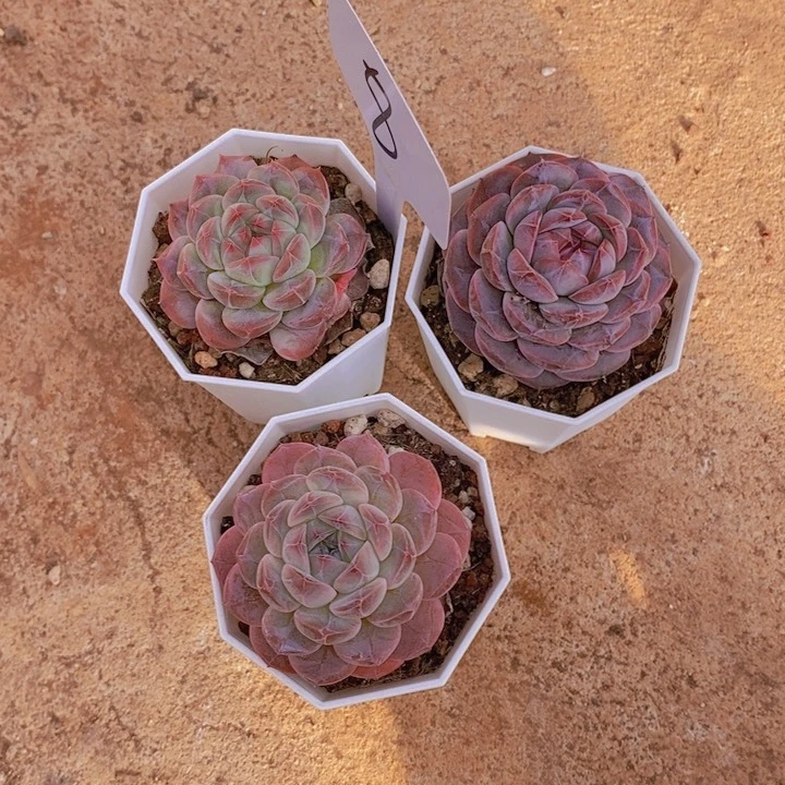 是不是在上课嘛在外面