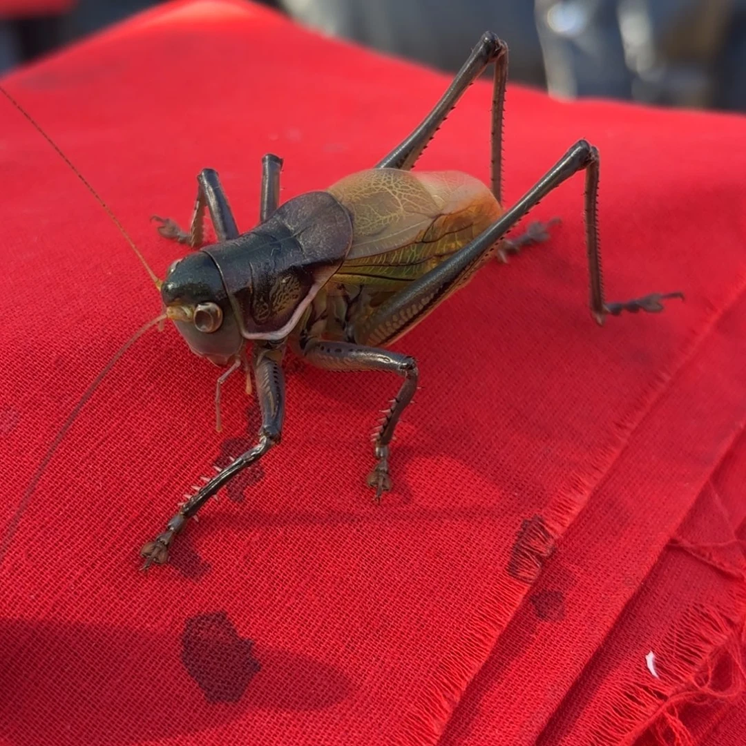 倍***儿蝈蝈蝈蝈福福价格