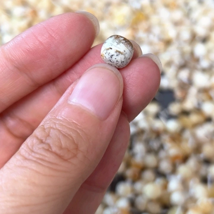 裸石蜜蜡未镶嵌8.6mm一个